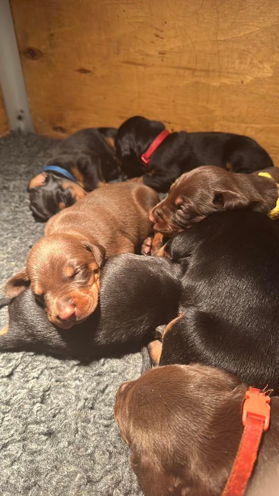 Dobermann puppy’s, Parvo, Overige rassen, 8 tot 15 weken, Meerdere