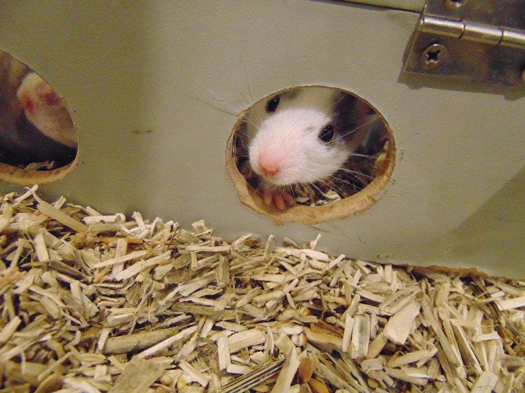 Goudhamsters hamsters in Assen., Hamster, Juli, Meerdere dieren, Tam