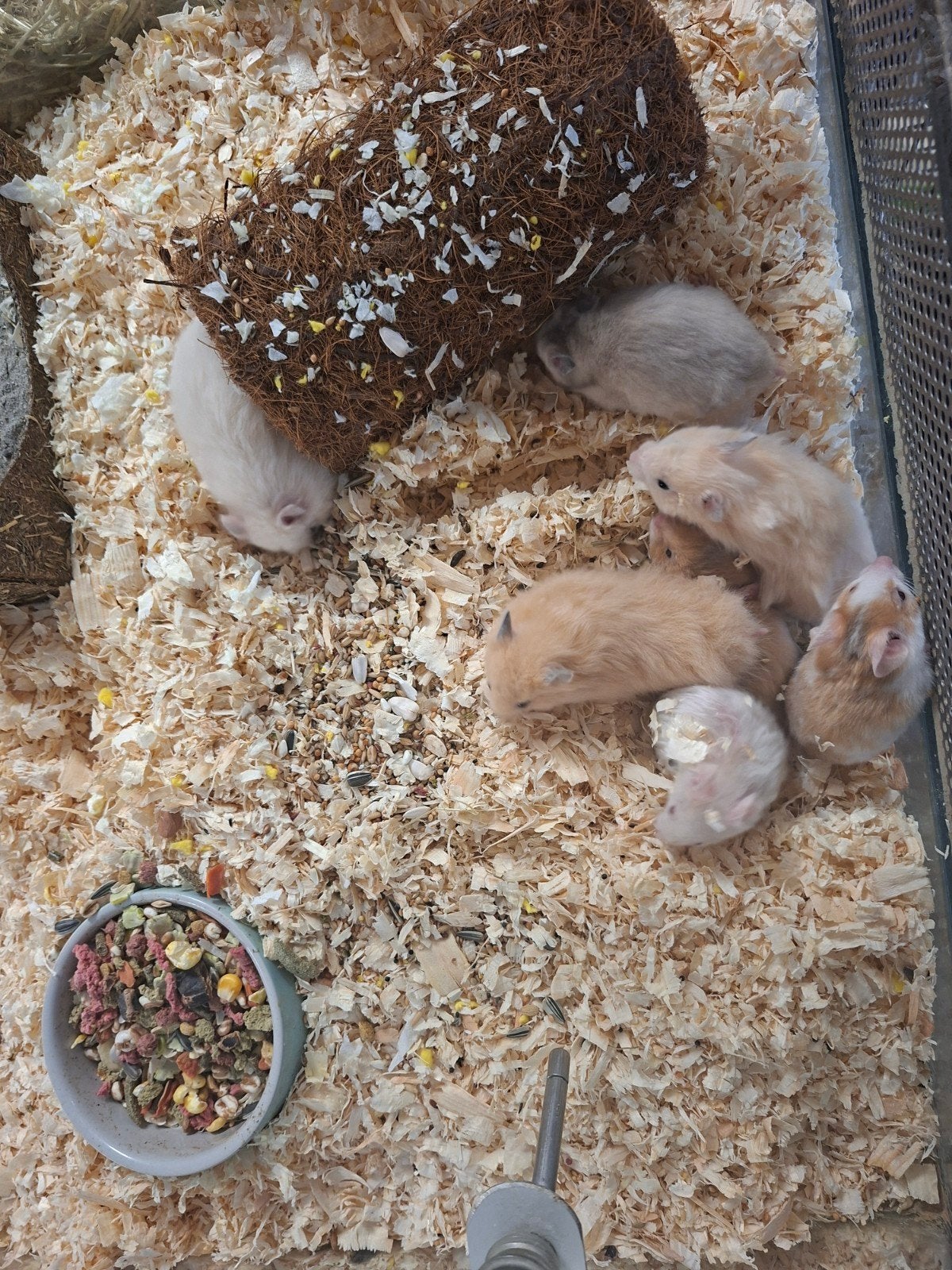 Hele lieve goudhamsters, Dieren en Toebehoren, Hamster, Juni, Meerdere dieren, Tam
