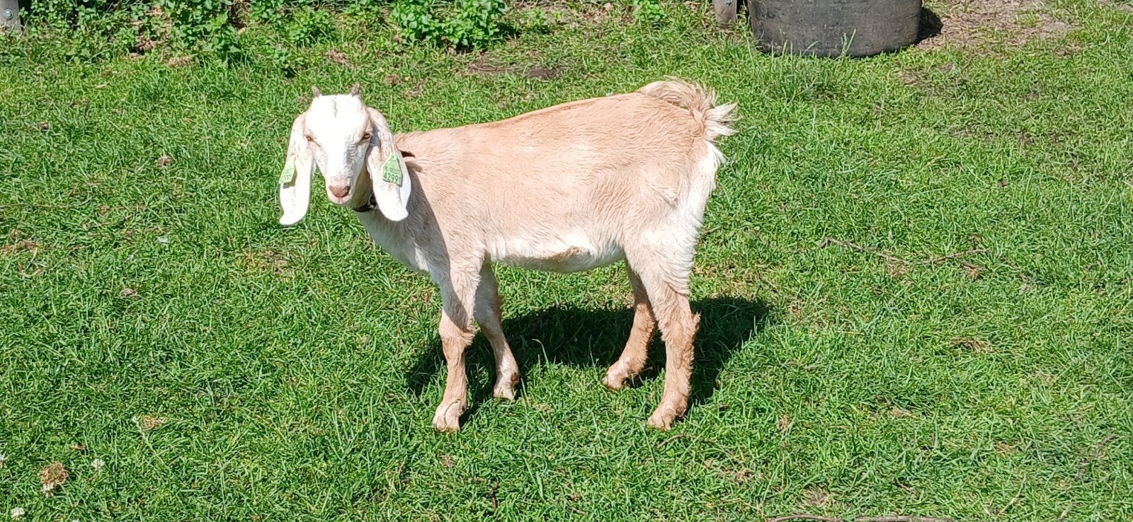 Te koop: Lieve tamme Nubische geiten lam, Dieren en Toebehoren, Schapen, Geiten en Varkens, Vrouwelijk, Geit