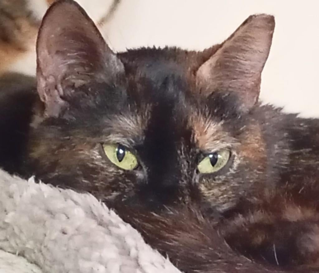 2 zeer lieve poesjes(v) gesterilis/ingeent/getest/chip, Poes, Kortharig, 0 tot 2 jaar