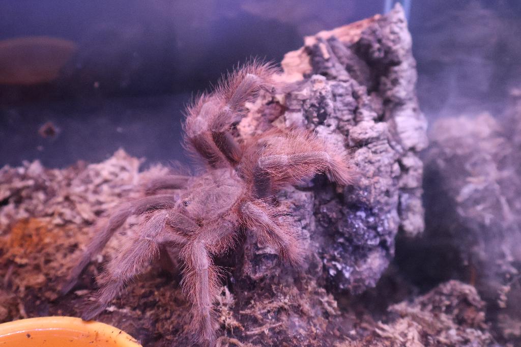 Nhandu tripepii Vrouw Vogelspin, Dieren en Toebehoren, Insecten en Spinnen, Spin of Schorpioen