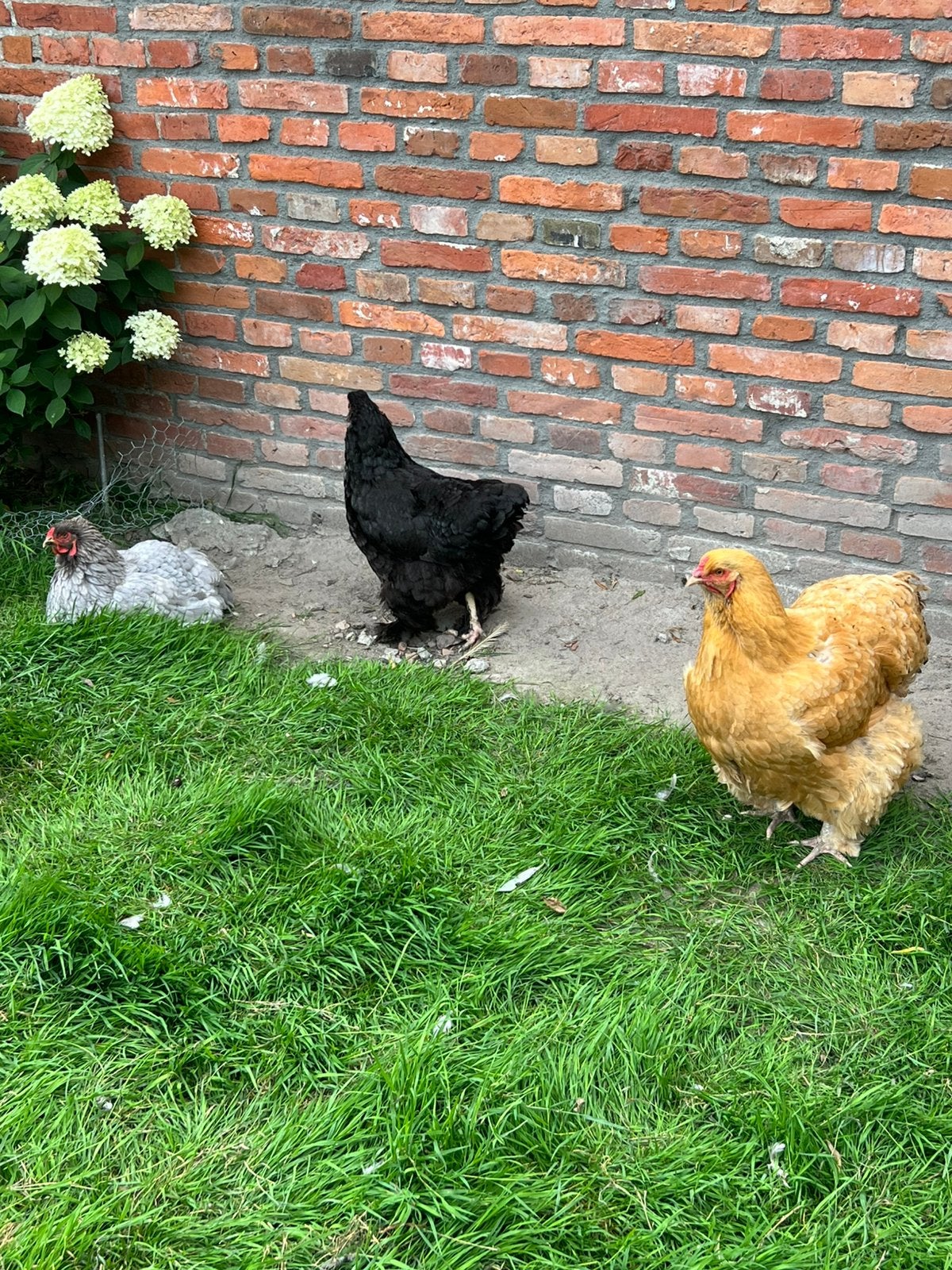 Kippen, Vrouwelijk, Kip