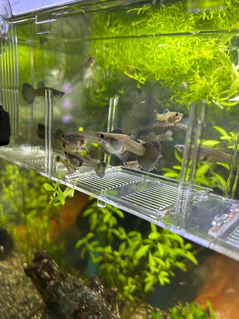 10 vrouwtjes guppy’s, Vis