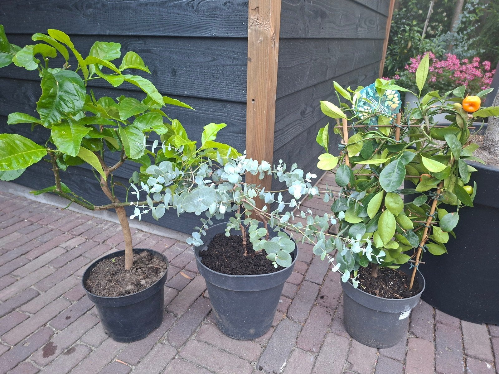 Mediterrane set planten eucalyptus..citroen..mandarijn, Tuin en Terras, Planten | Tuinplanten, Ophalen, Overige soorten, Volle zon