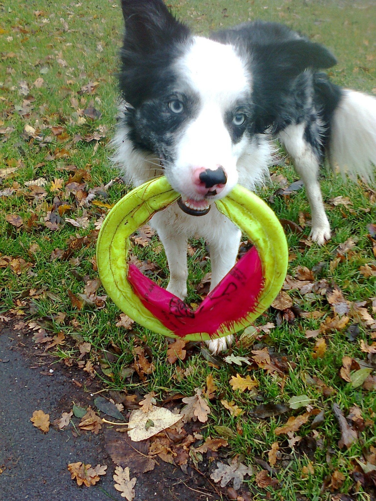 gezocht een lieve leuke actieve sociale border collie, 1 tot 2 jaar, Collie, Geslacht onbekend, Eén hond
