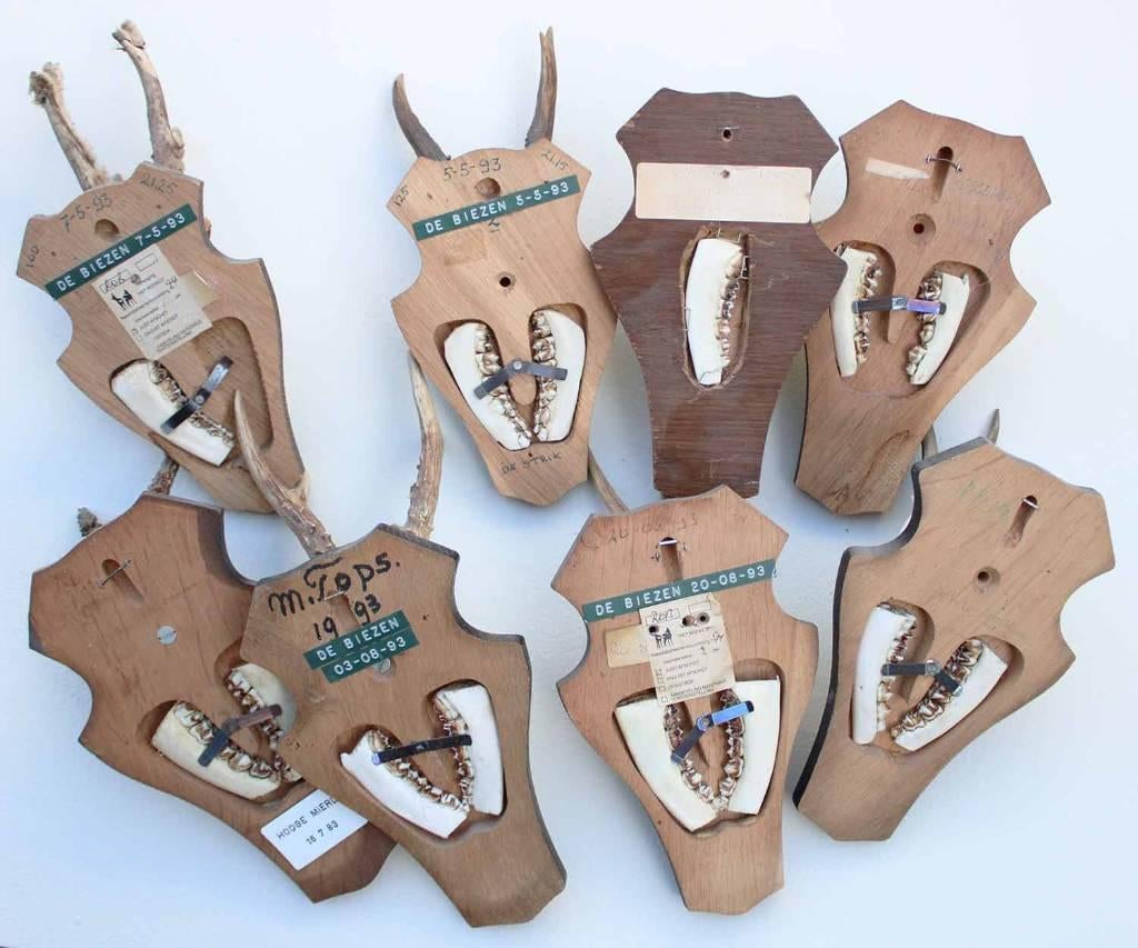 OPRUIMING : 8 x REE GEWEI op houten schild met kaakdeeltjes, Ophalen of Verzenden, Gebruikt, Hert, Gewei of Kop