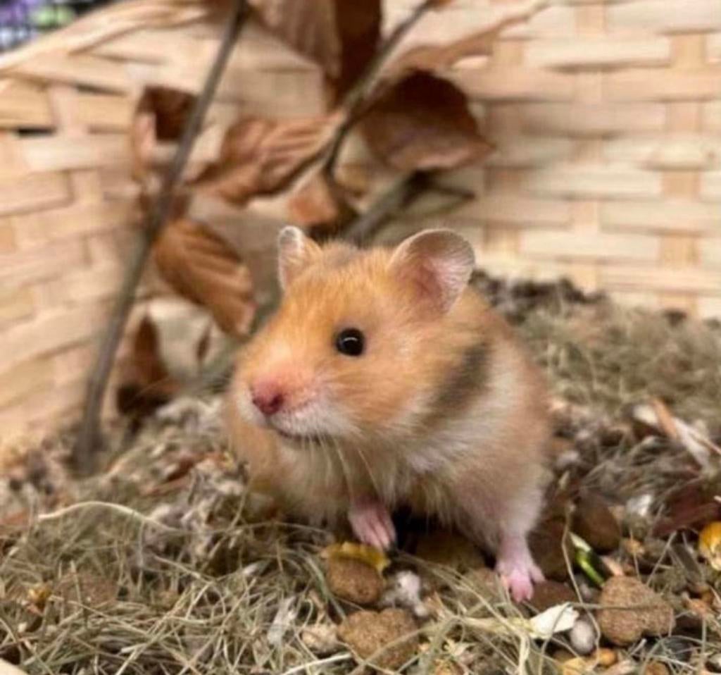 Goldie is een super sociale en lieve Goudhamster meisje, Hamster, Vrouwelijk, Januari, Tam