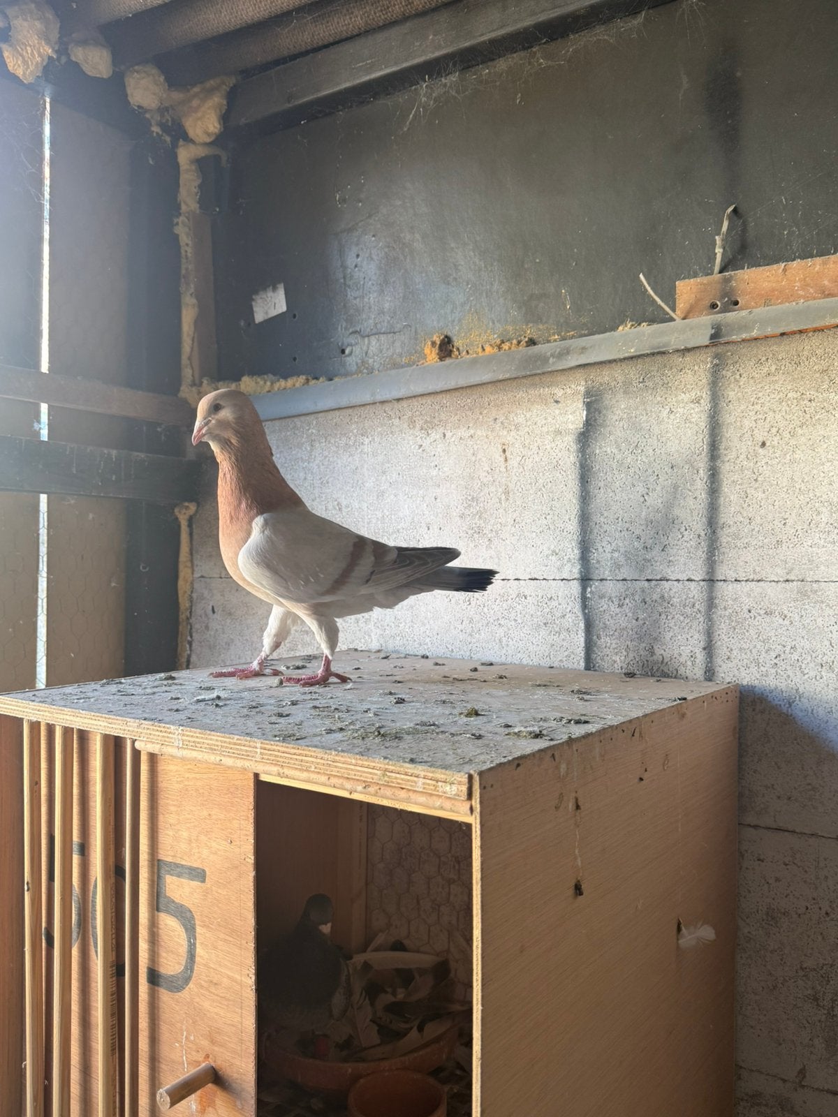 Mooie syriesche duiven, Dieren en Toebehoren, Meerdere dieren, Overige soorten
