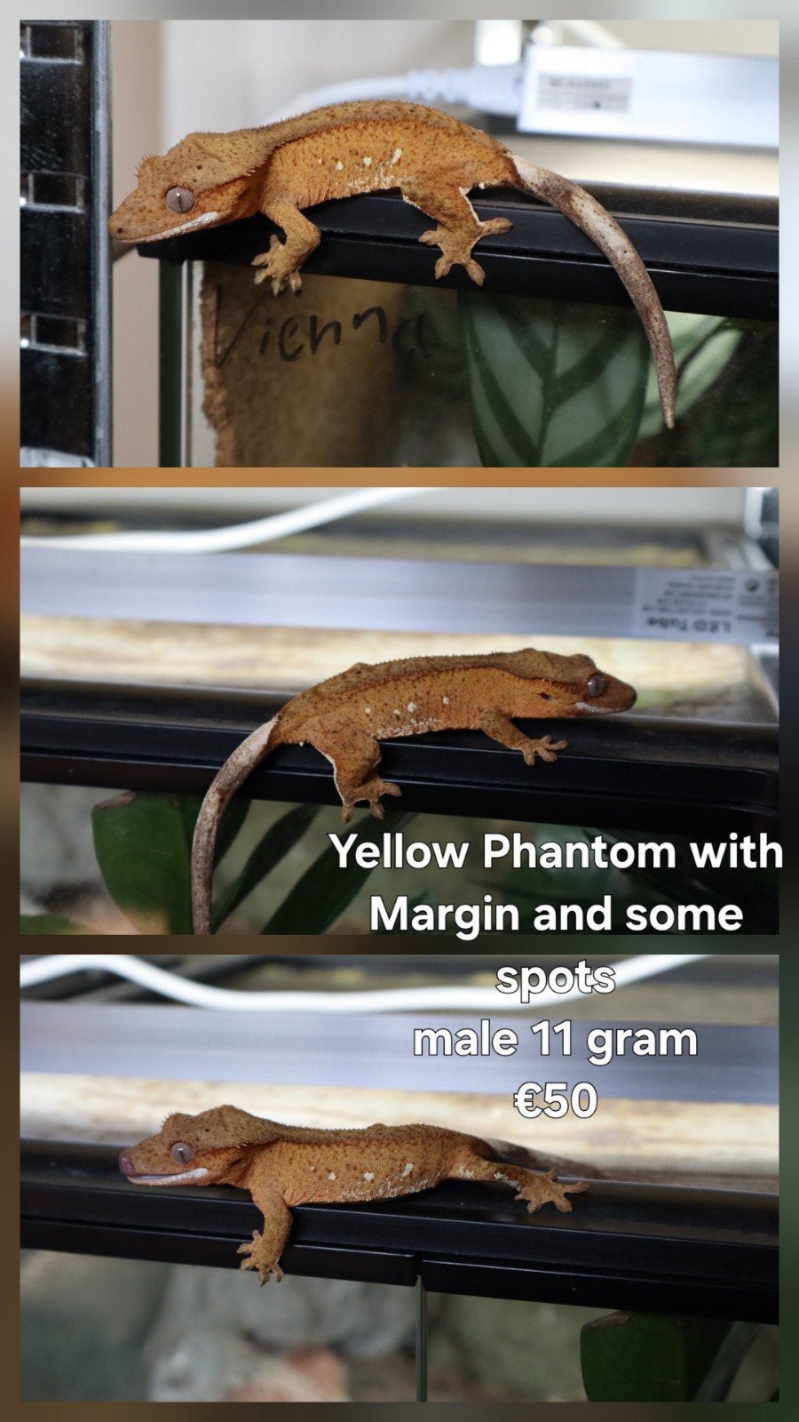 1.0 Wimpergekko (Crested Gecko) Gele phantom Margin, Dieren en Toebehoren, Reptielen en Amfibieën, Hagedis, Tam, 0 tot 2 jaar