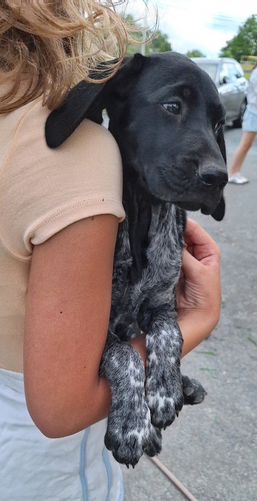 Duitse staande korthaar pups met stamboom, Dieren en Toebehoren, Honden | Setters en Staande honden, Teef, Duitse Staande hond