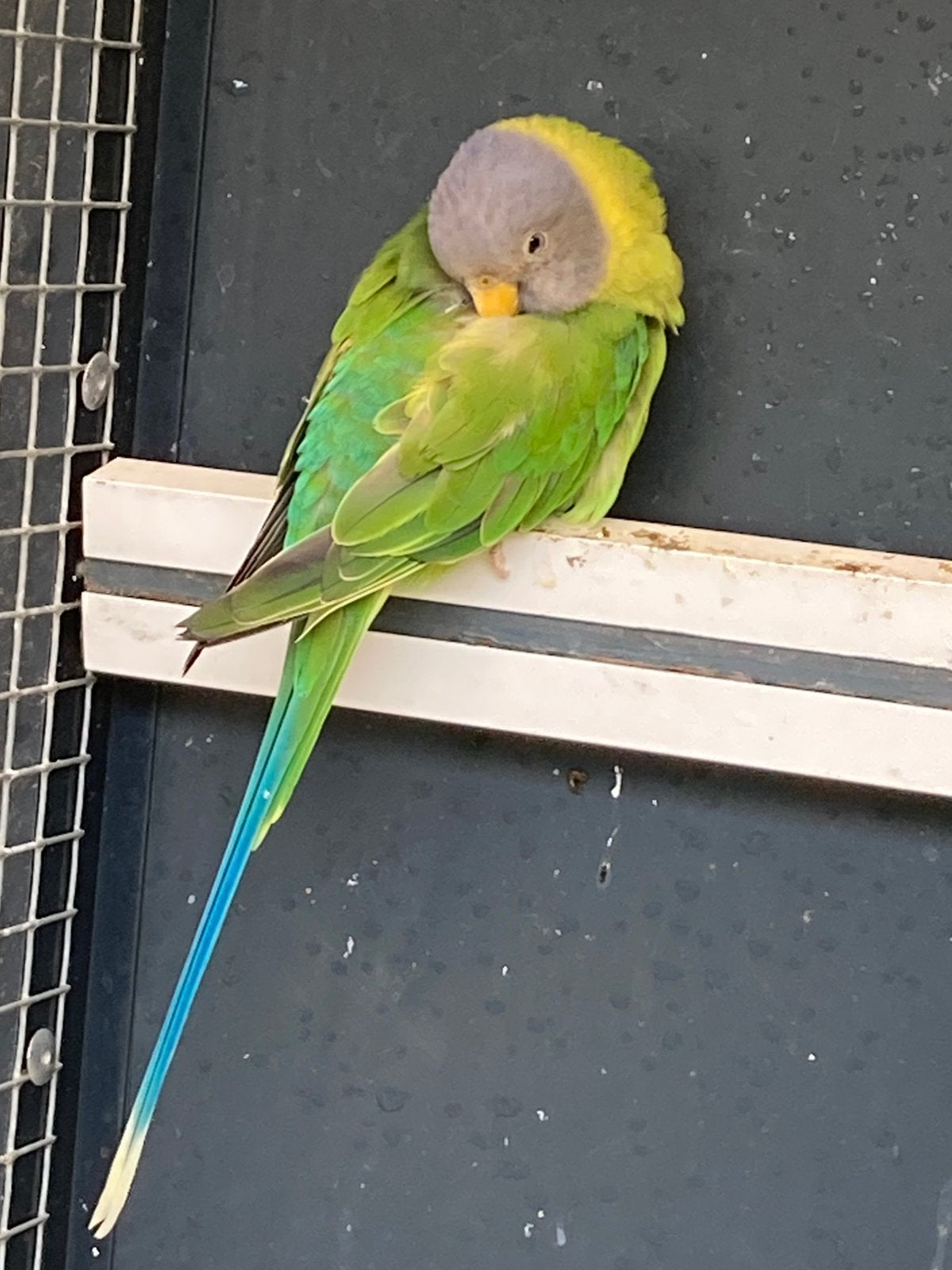 pruimkopparkiet pop te koop, Dieren en Toebehoren, Vrouwelijk, Parkiet