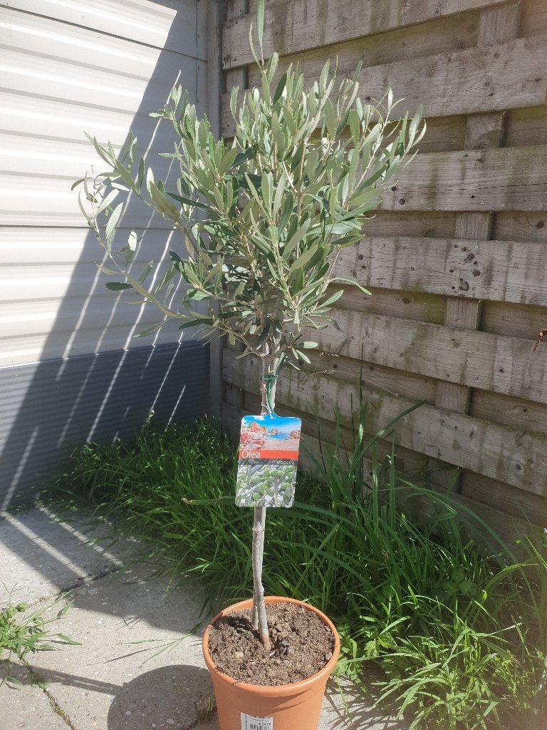 Nieuw olijfboompje, Overige soorten, Minder dan 100 cm, Zomer, Ophalen