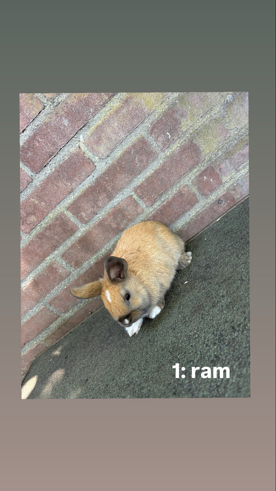 Baby konijntjes, Meerdere dieren, Dwerg