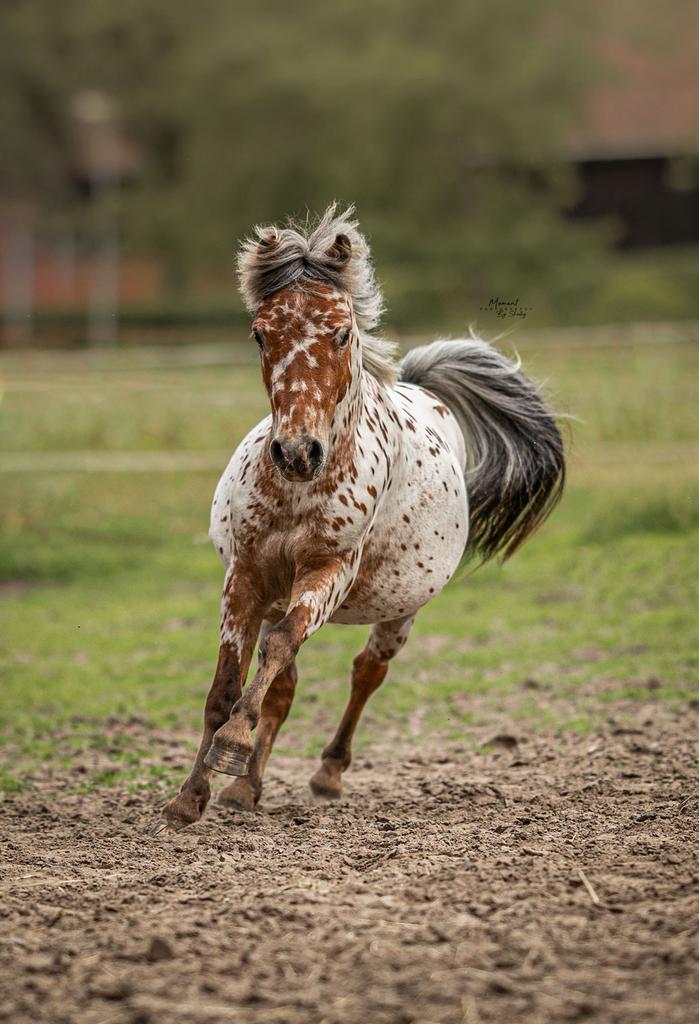 Ter dekking appaloosa dekhengst, Dieren en Toebehoren, Paarden en Pony's | Dekhengsten en Fokmerries, Hengst