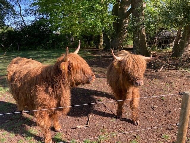 Schotse Hooglanders, Dieren en Toebehoren, Runderen, Vrouwelijk, 0 tot 2 jaar