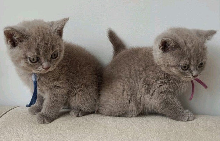Prachtige lilac Brits korthaar kitten, Meerdere dieren, Ontwormd, 0 tot 2 jaar