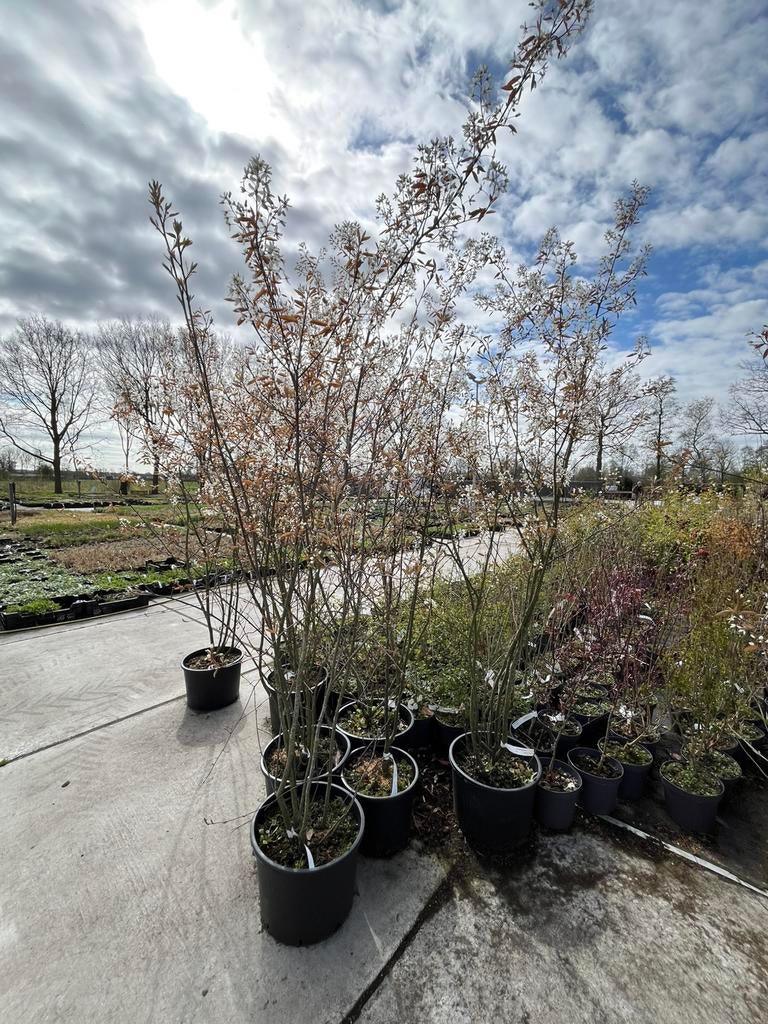 Amelanchier lamarckii Krentenboom meerstammig, Ophalen, Overige soorten, Volle zon