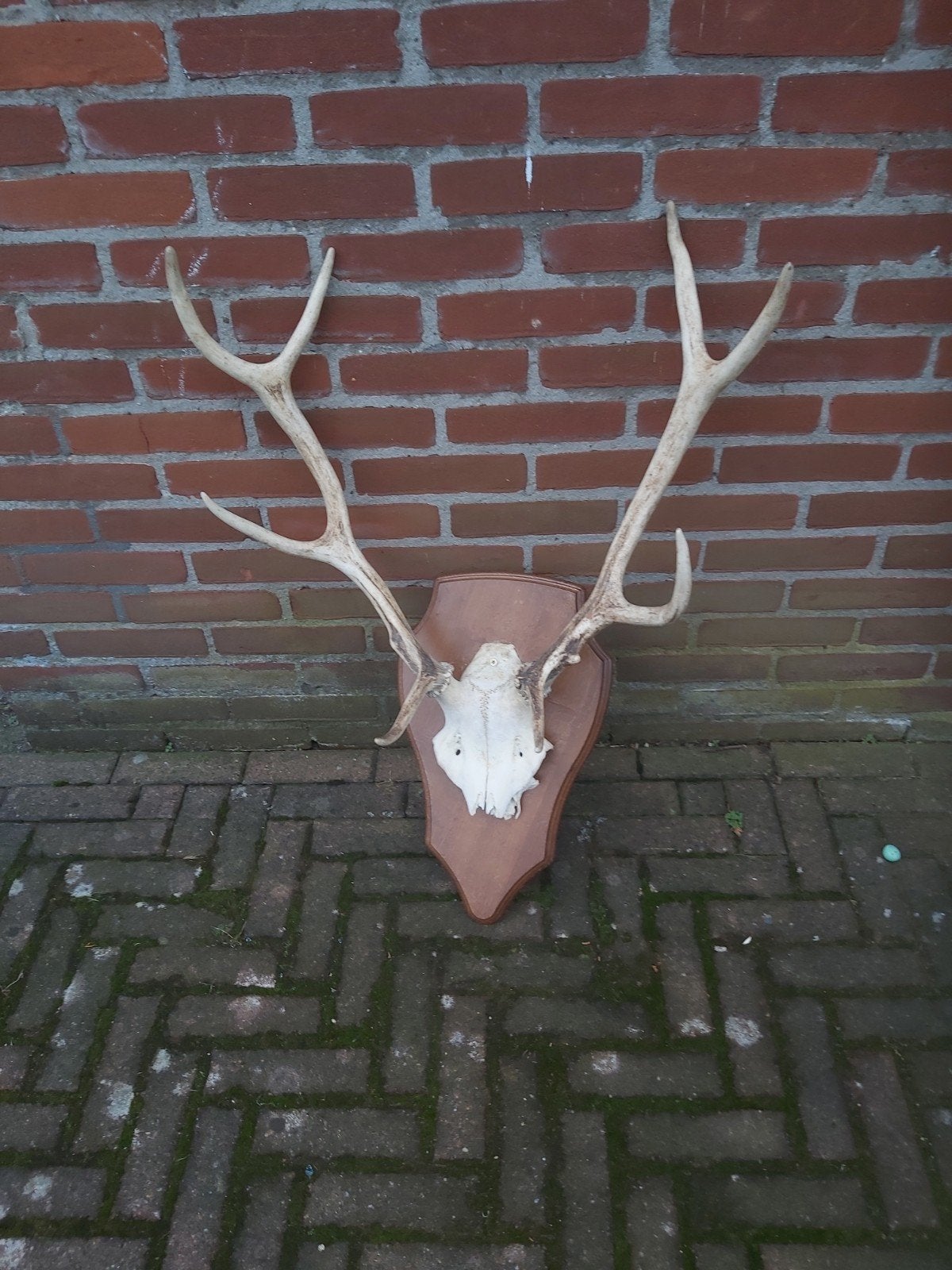 Gave groot herten gewij in zeer goede staat geen schade, Ophalen of Verzenden, Zo goed als nieuw, Beeldje of Figuurtje