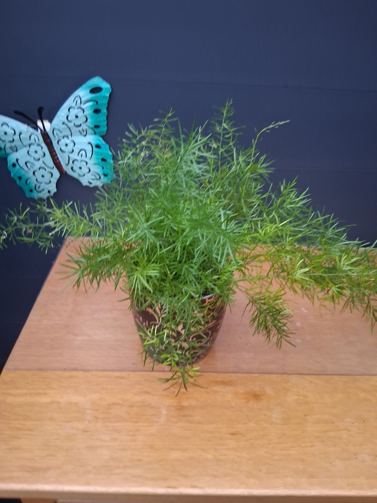 Aspergeplant in sierpot, Ophalen, Overige soorten, Halfschaduw, In pot