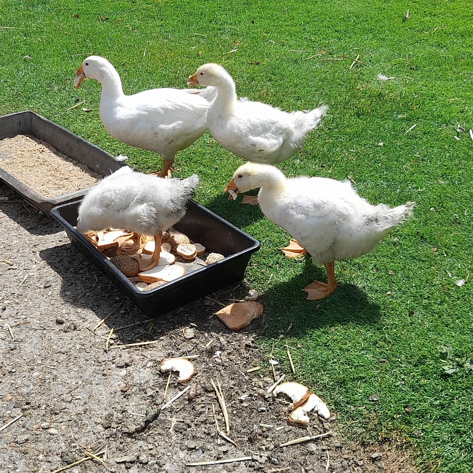 Jonge  witte  ganzen, Meerdere dieren, Gans of Zwaan
