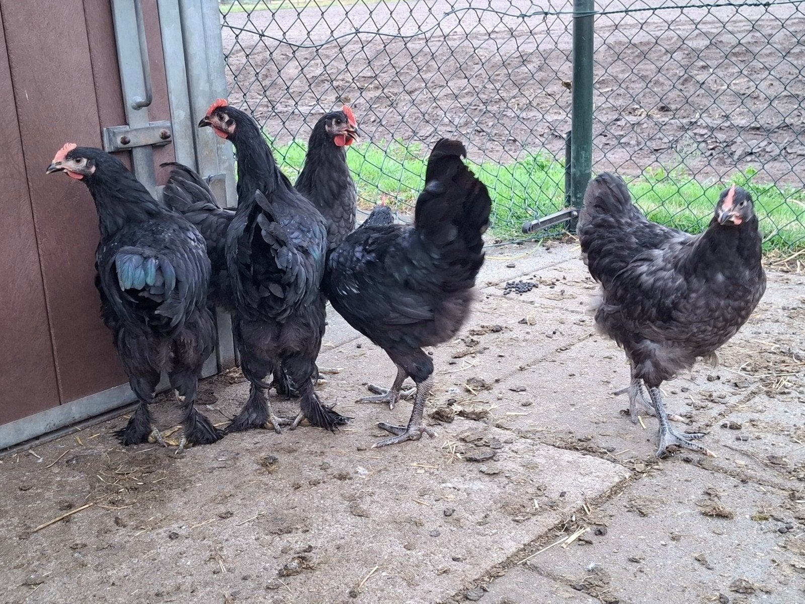 Jonge hanen diverse kleuren, Dieren en Toebehoren, Pluimvee, Mannelijk, Kip