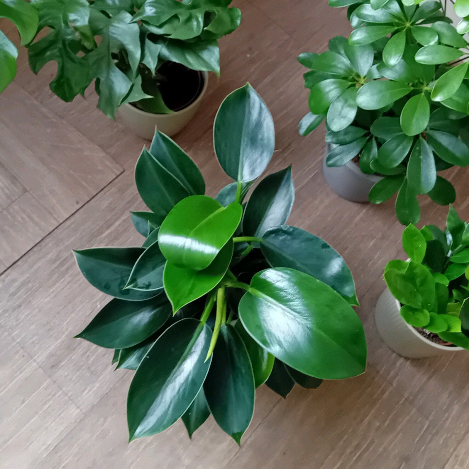 Kamerplant 40cm philodendron 'green princess', Ophalen, Overige soorten, Halfschaduw, In pot