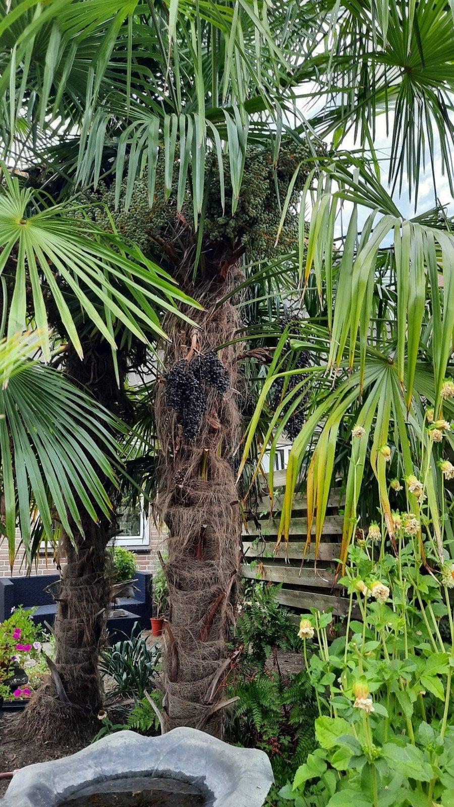Trachycarpus Fortunei x Wagnerianus Winterharde Palmboom, Tuin en Terras, Planten | Bomen, Lente, 100 tot 250 cm, Palmboom, Ophalen