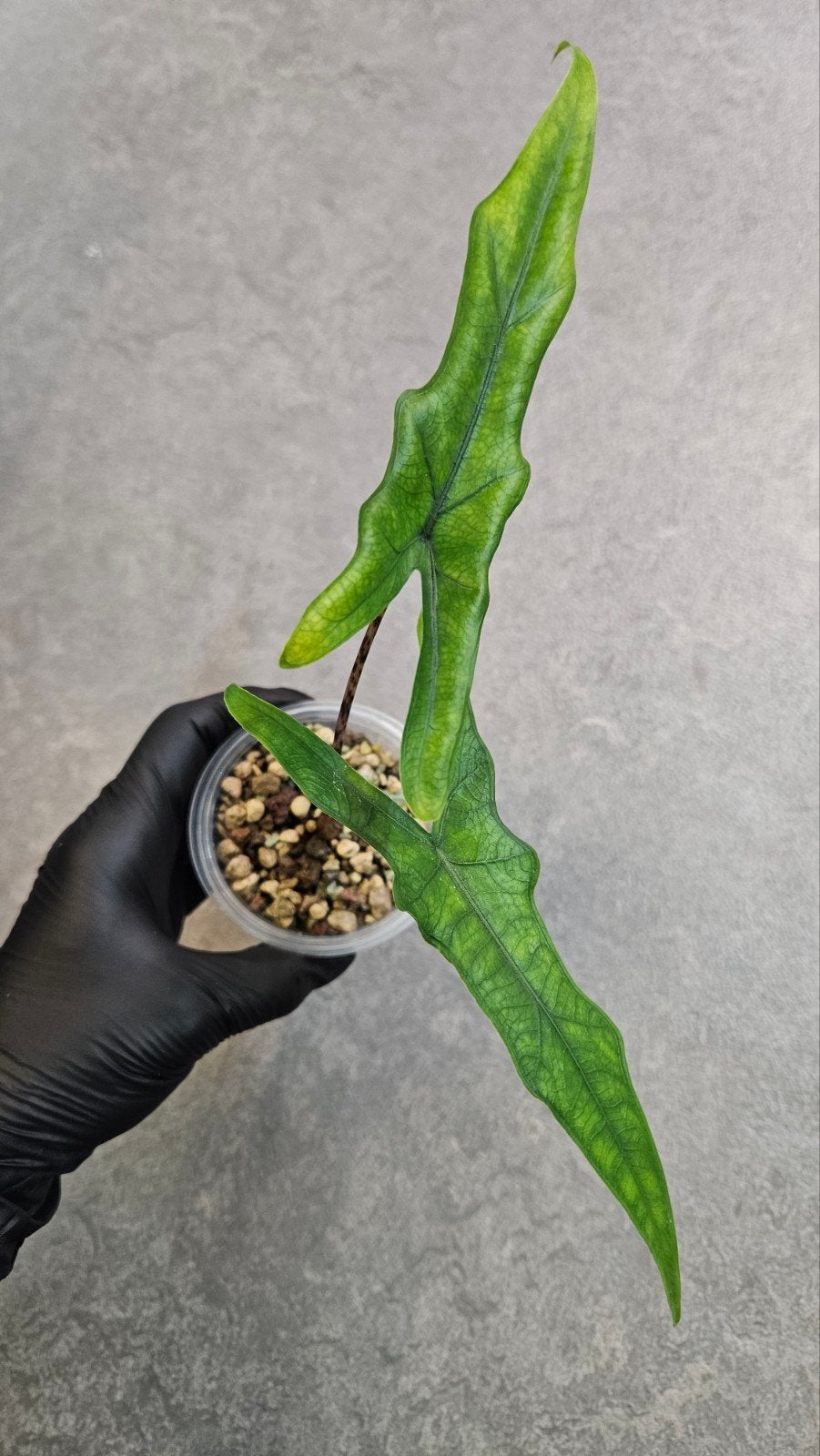 Alocasia Sabrina Narrow, Ophalen of Verzenden, Halfschaduw, Minder dan 100 cm