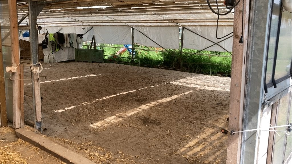 24/7 weidegang met schuilmogelijkheid in Katwijk (ZH), Dieren en Toebehoren, Stalling en Weidegang, Weidegang, 1 paard of pony