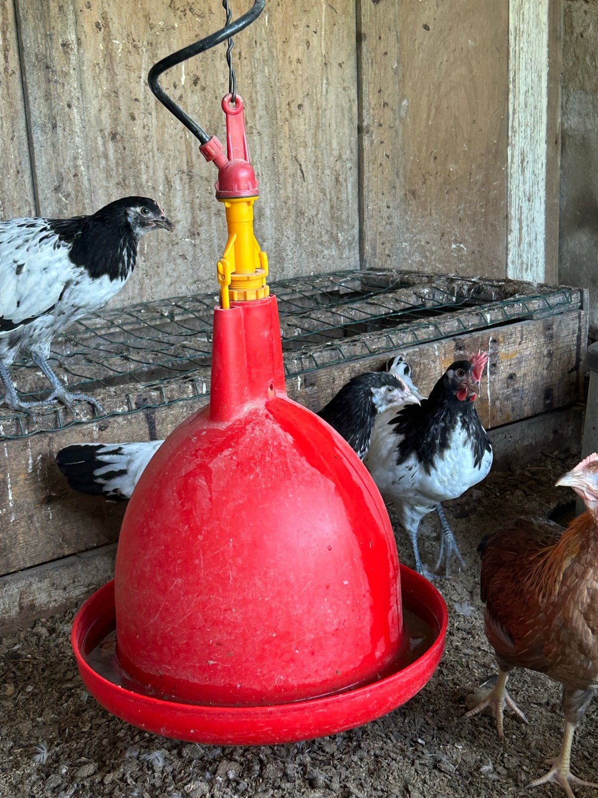 Lakenvelder en leghorn patrijs kippen te koop, Ophalen, Drinken en Voederen