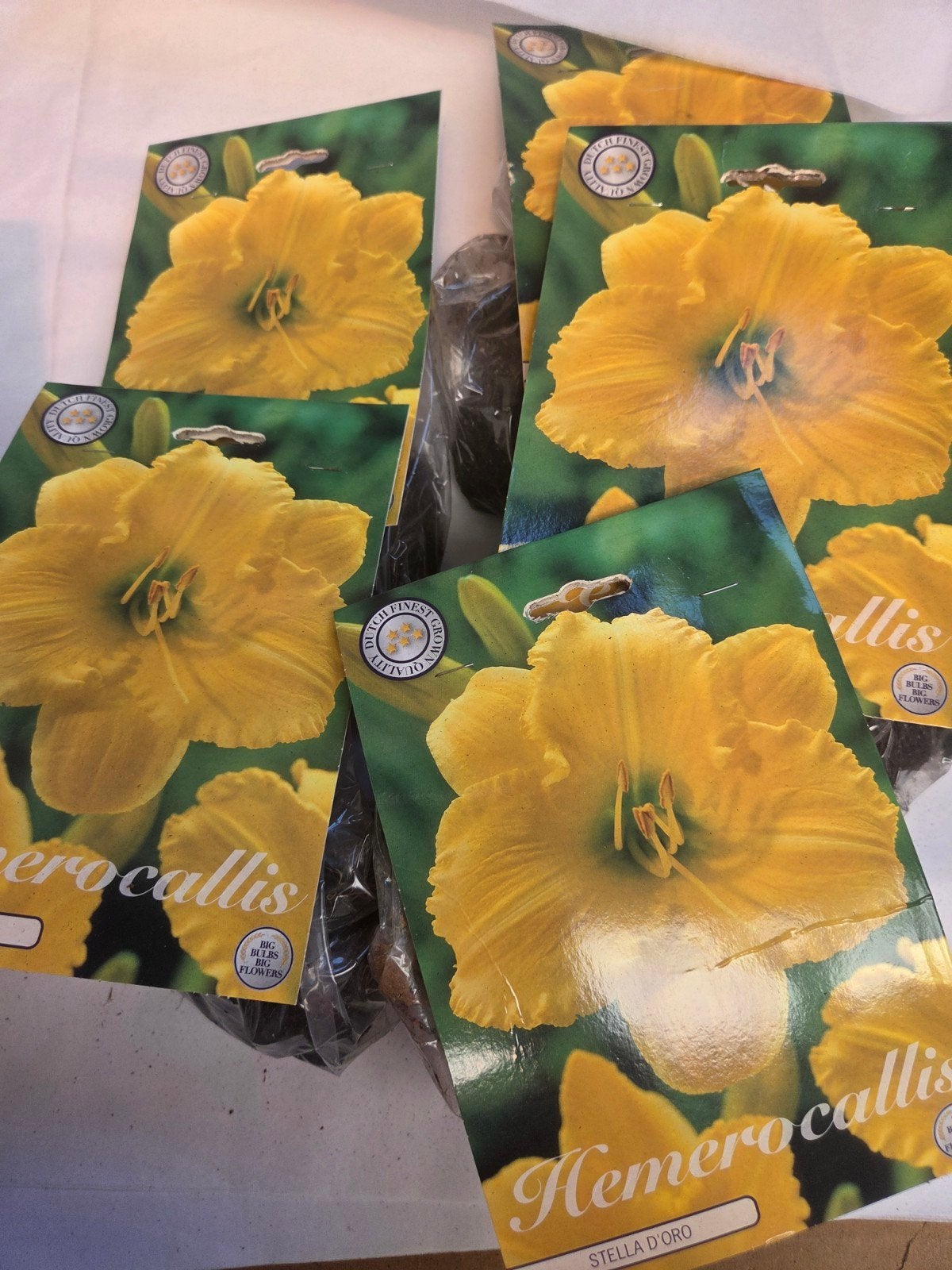 Hemerocallis 'Stella d'Oro' - Gele Daglelie Bloembollen, Ophalen of Verzenden, Voorjaar, Volle zon, Bloembol