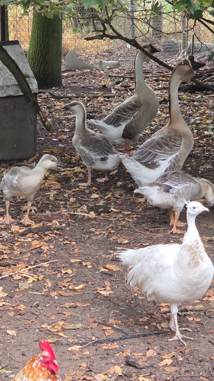 knobbelganzen te koop, Dieren en Toebehoren, Pluimvee, Meerdere dieren, Kip