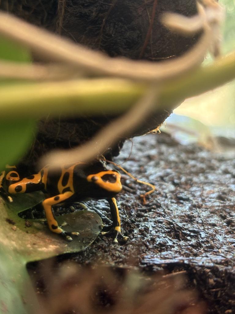 Dendrobates Leucomelas Frog - unknown for sale from PSGK51