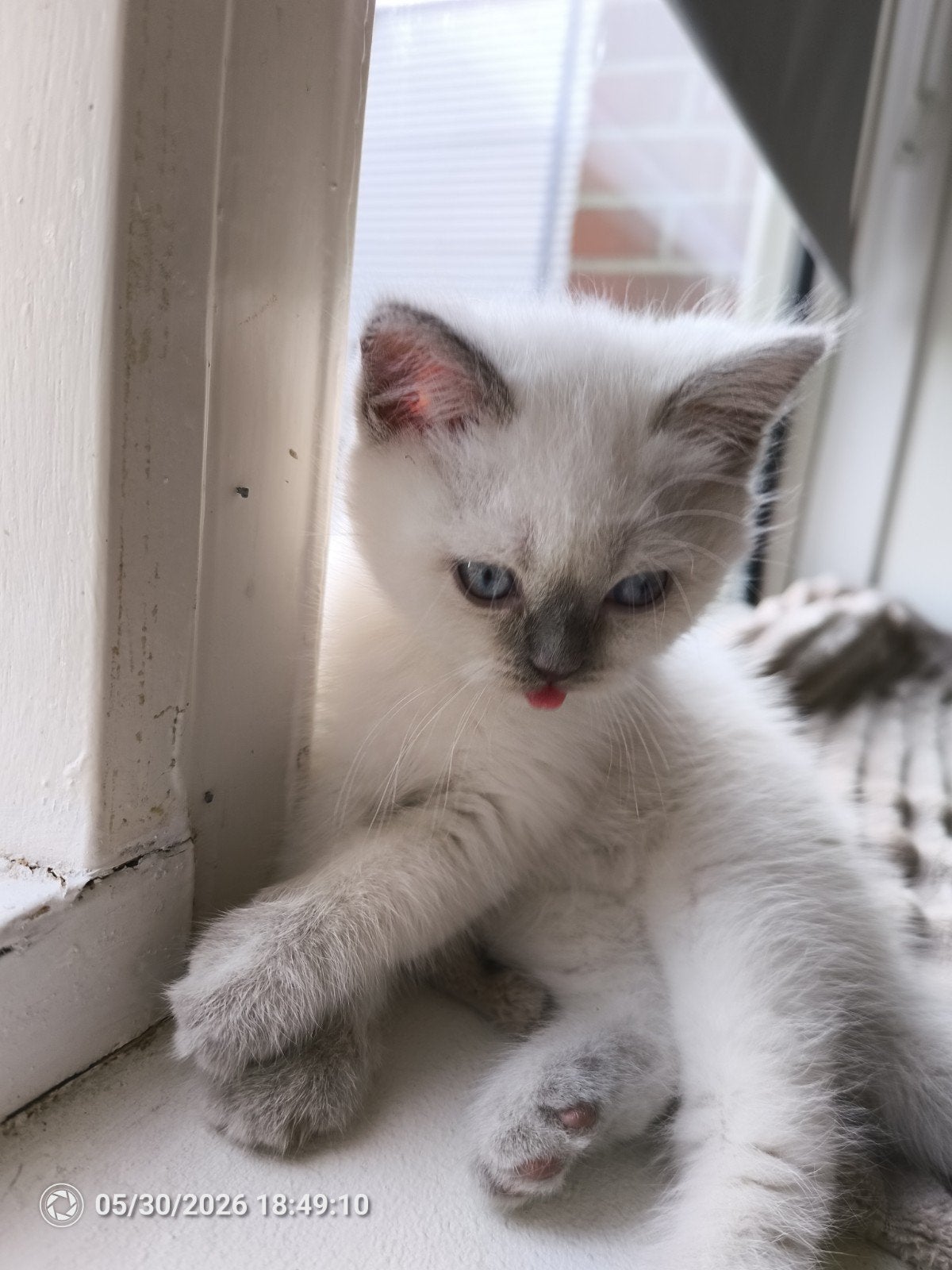 Super knappe BRITSE KORTHAAR KITTEN, Kater, Ontwormd, 0 tot 2 jaar