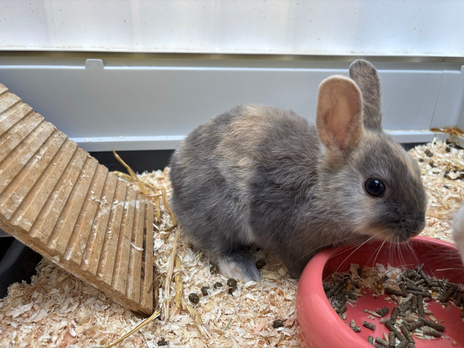 Lief dwergkonijntje met japanse tekening., Dieren en Toebehoren, Mannelijk, Dwerg