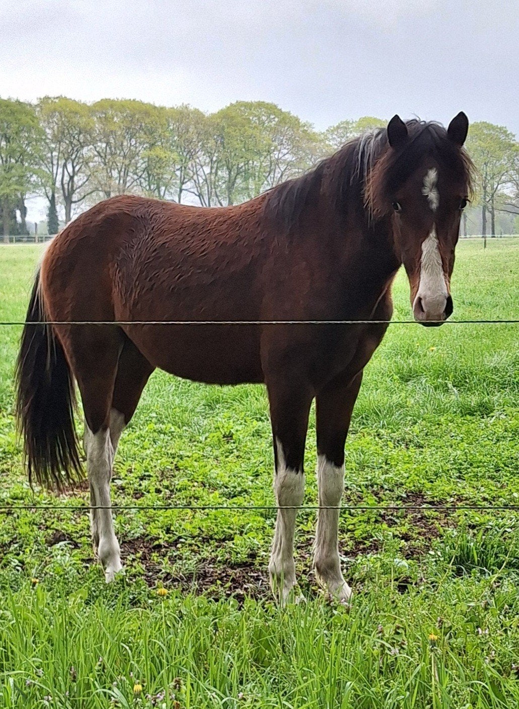 knappe 3 kleurige C-Pony hengst, Dieren en Toebehoren, 0 tot 2 jaar, Hengst, C pony (1.27m tot 1.37m), Gechipt