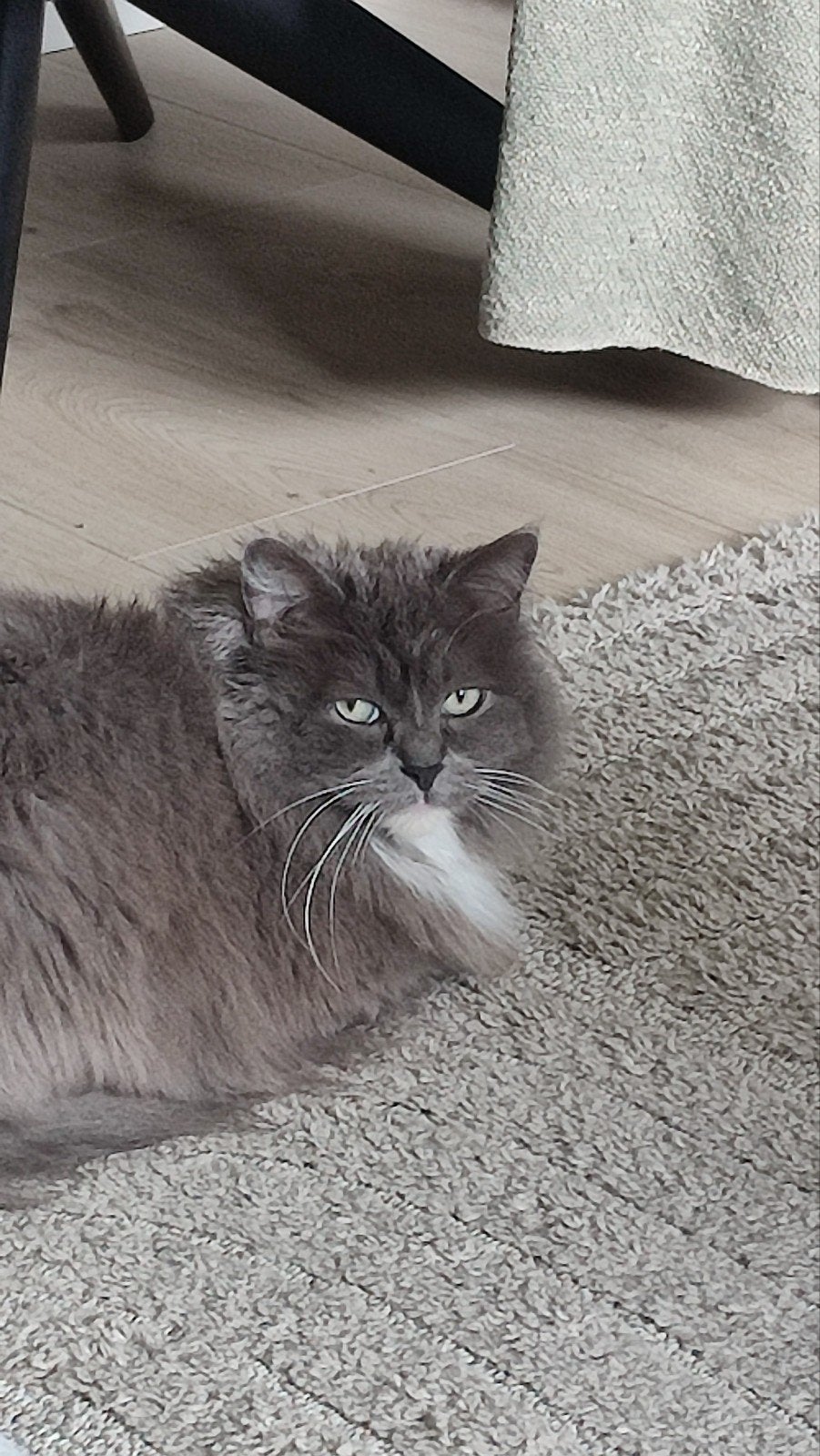 Solid Ragdoll Bleu Mitted   de, Kater, Met stamboom, 6 jaar of ouder