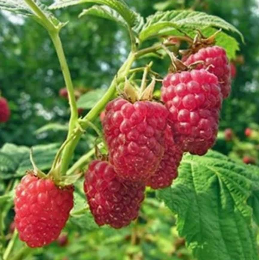 Tulameen zomer Frambozenplant - Zoet, Aromatisch, Tuin en Terras, Planten | Tuinplanten, Volle zon, Vaste plant, Ophalen of Verzenden