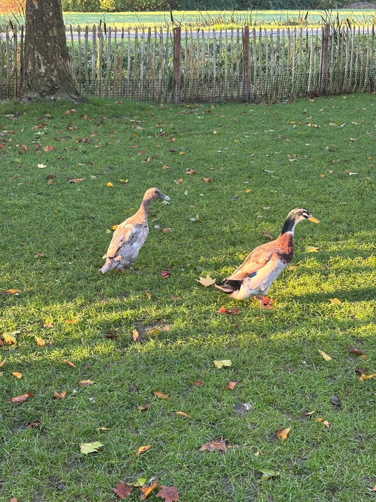Koppeltje loopeenden, Meerdere dieren, Eend