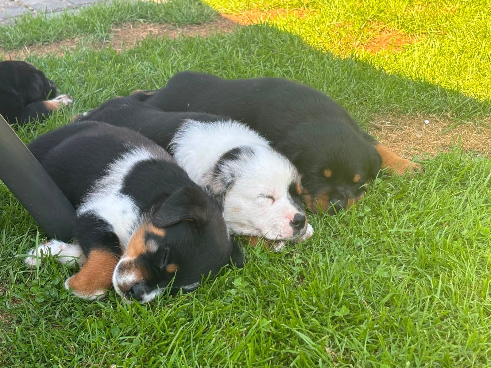 8 mooie rottweiler/old english buldog pups, 8 tot 15 weken, Meerdere, Meerdere dieren, Rottweiler