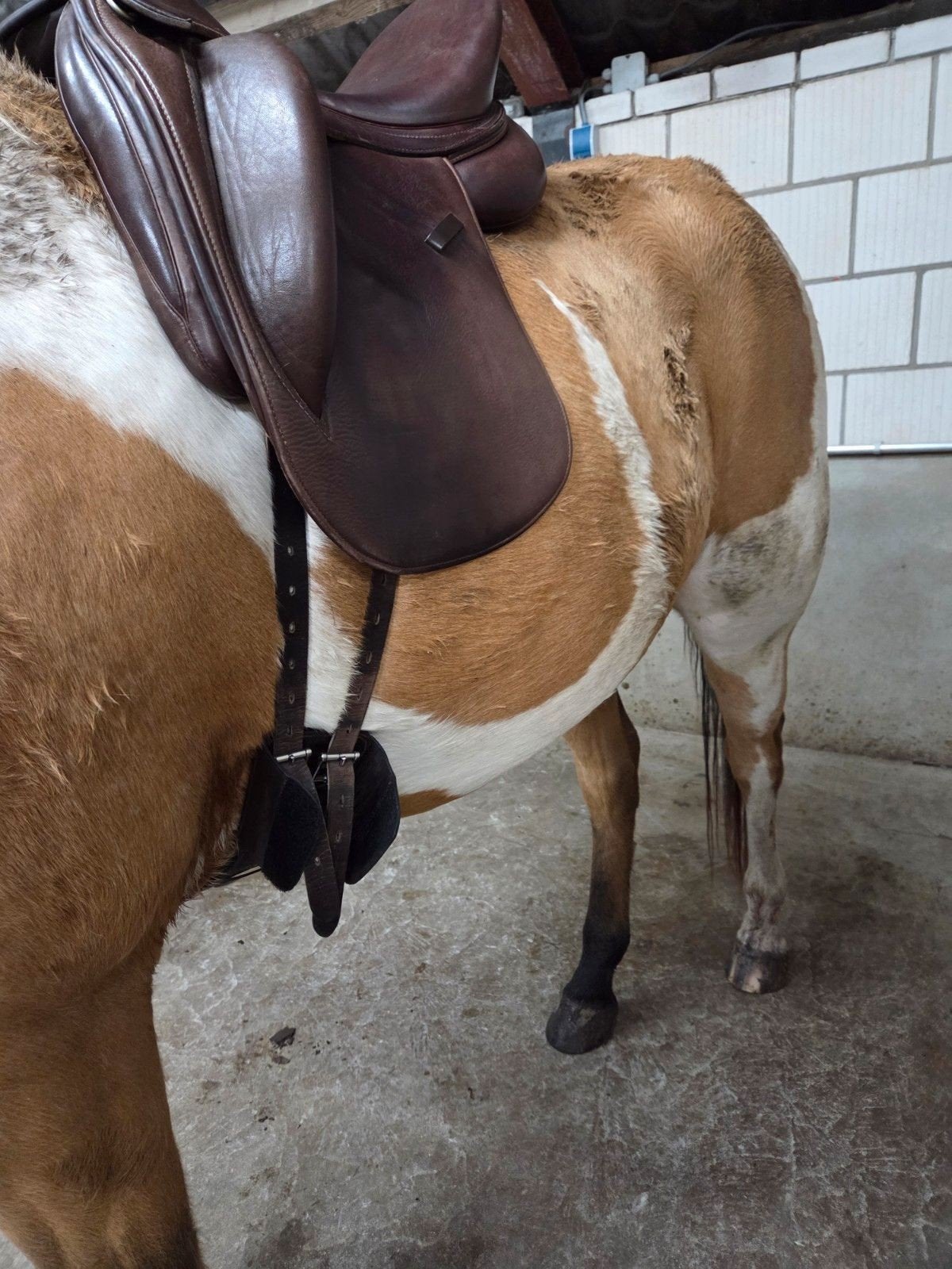 Edix Django zadel wintec jump 16 inch sella dressuurzadel 17, Wijd, Ophalen of Verzenden, Zo goed als nieuw, Dressuur