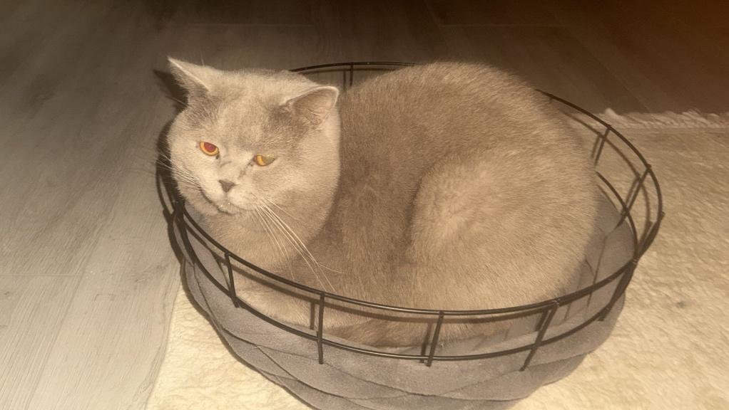 Britse korthaar dekkater, 3 tot 5 jaar