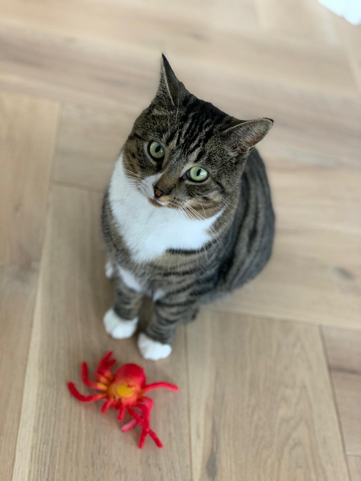 Heeft iemand deze poes gezien?, Dieren en Toebehoren, Vermiste en Gevonden Dieren, Kat