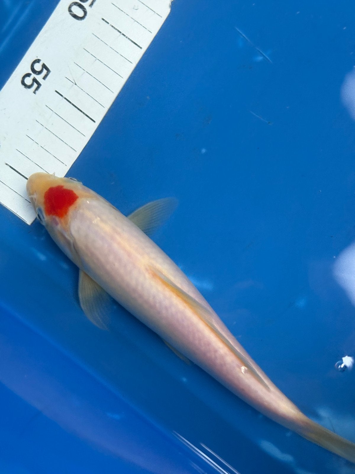 25 cm tancho koi, Karper of Koi