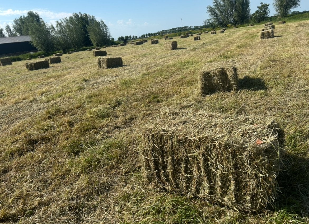Kleine pakjes hooi te koop, Ophalen, Vee