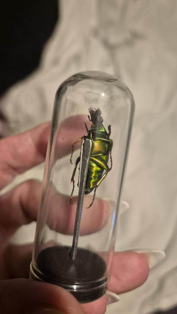 Opgezete kever, Ophalen of Verzenden, Zo goed als nieuw, Insect, Opgezet dier