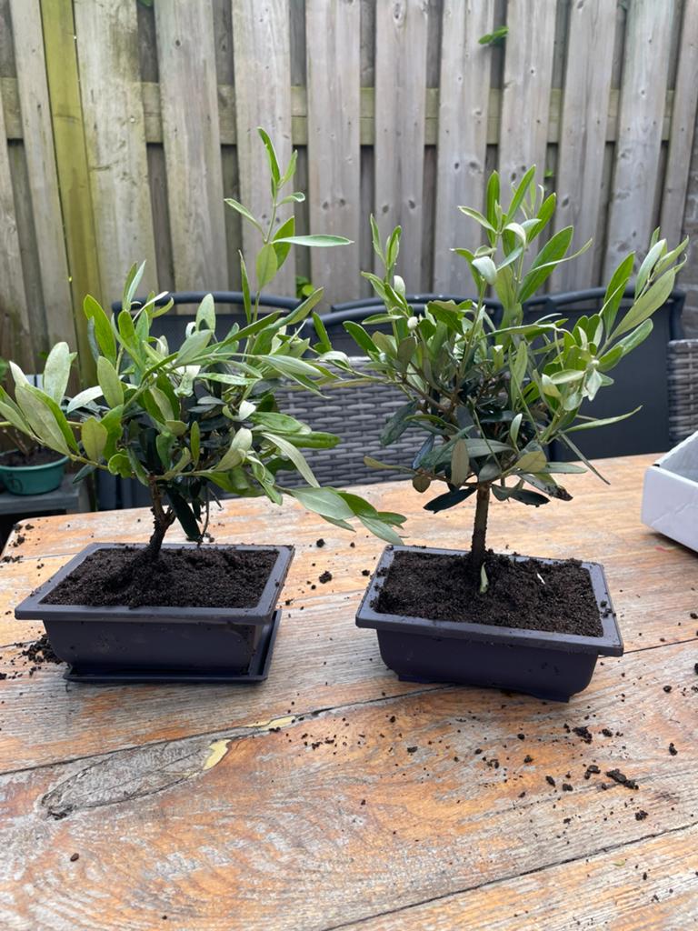 Olea Europaea Bonsai - Olijfboom Bonsai, Overige soorten, Volle zon, Vaste plant, Ophalen of Verzenden