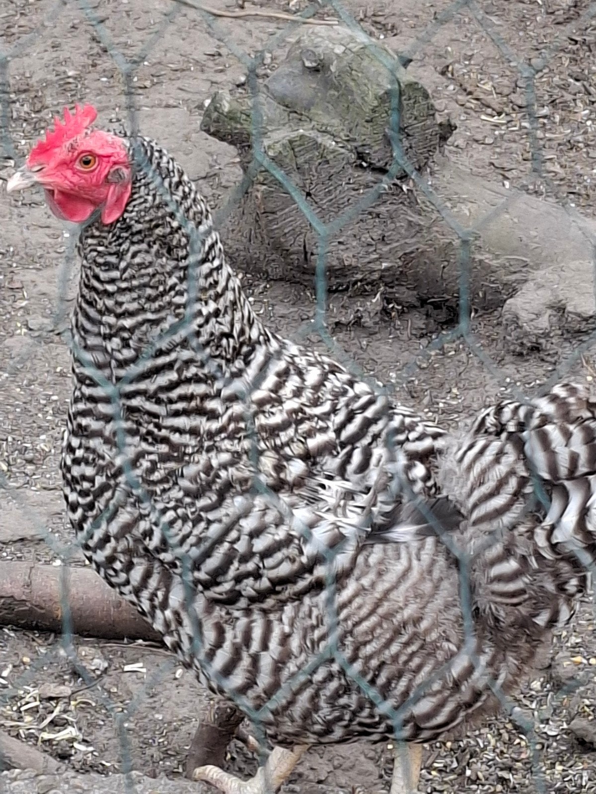 noordhollands hoen te koop, Dieren en Toebehoren, Pluimvee