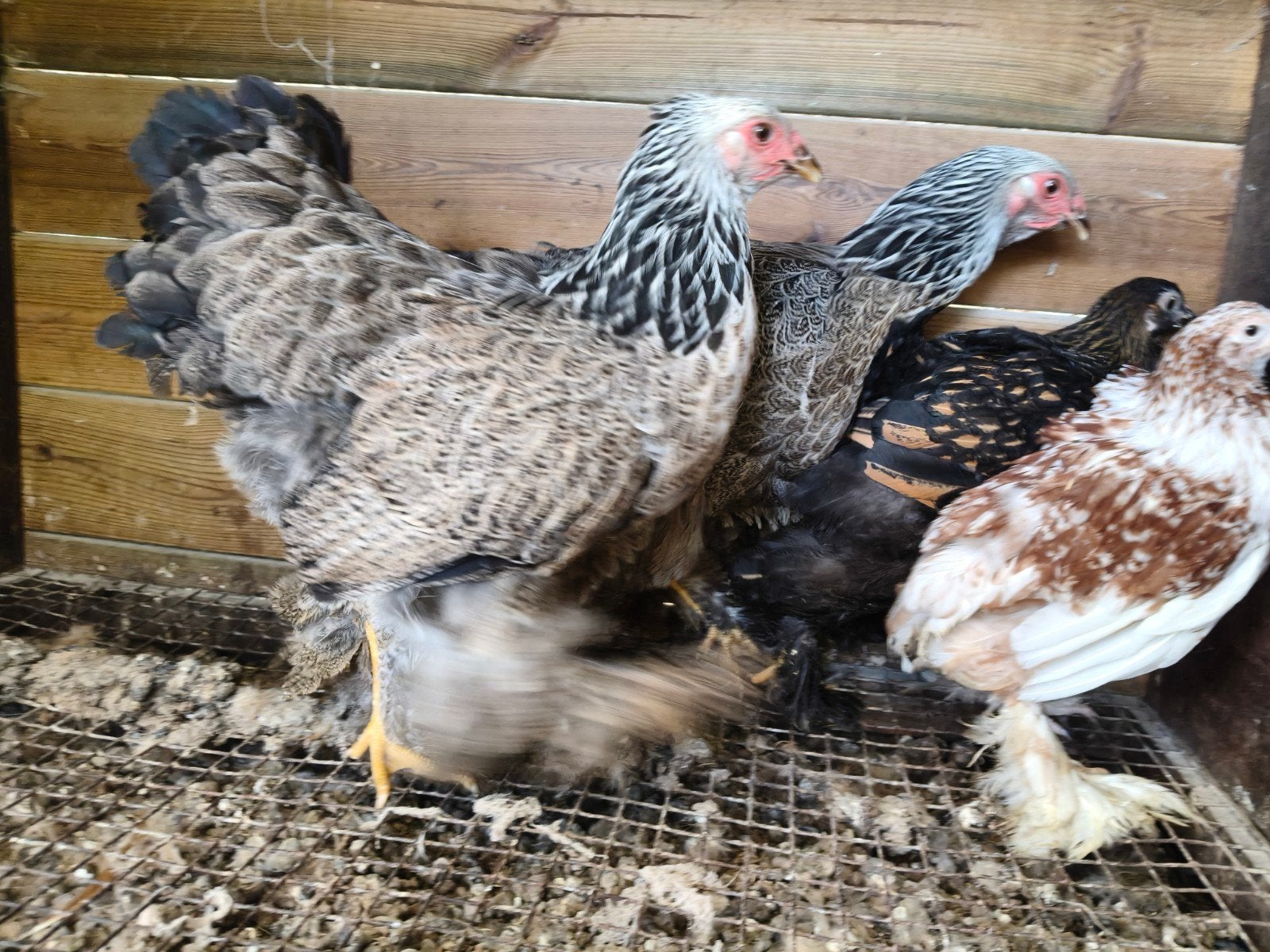 6 jonge hennen Brahma's, Dieren en Toebehoren, Vrouwelijk, Kip